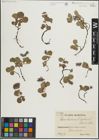 Foto von Salix herbacea L. x Salix polaris Wahlenb.